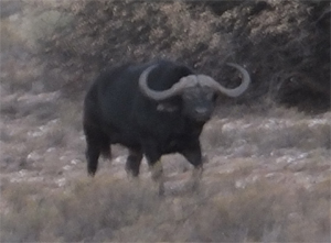 Jagen auf Büffeljagd in Zimbabwe