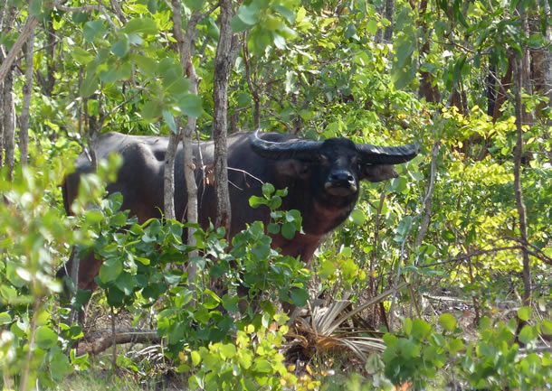 waterbuffalo Hunting in Australia 2
