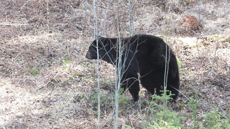 Kanada Alberta Schwarzbaer Rusa