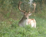 fallow deer hunt