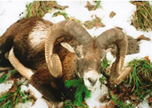 mouflon