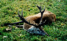 deer5