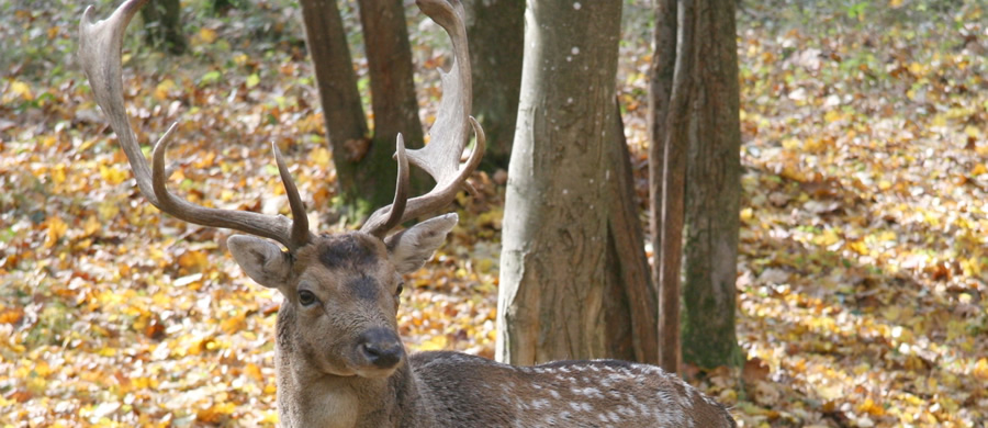 fallow deer hunt