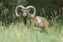 mouflon Hunting in Germany