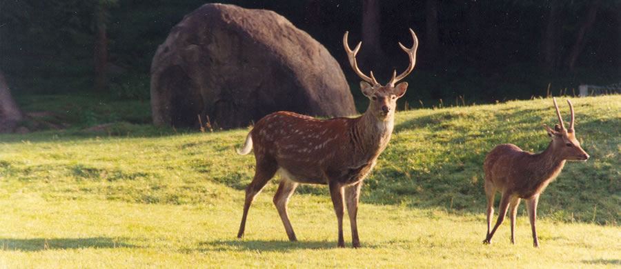 Sika deer hunt