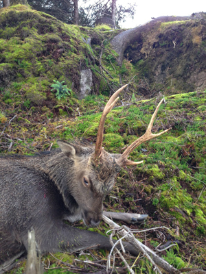 Jagd auf Sikahirsch