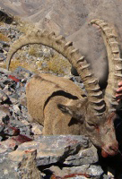 Kasachstan Steinbockjagd