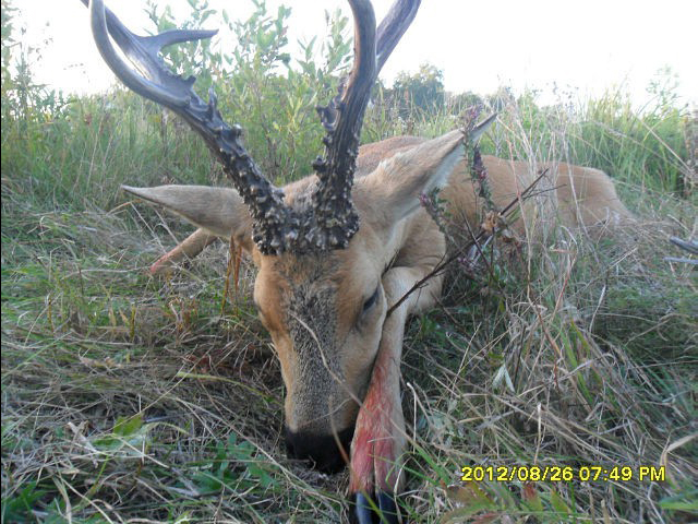 sibirian roe deer Hunting in Russia - Kurgan