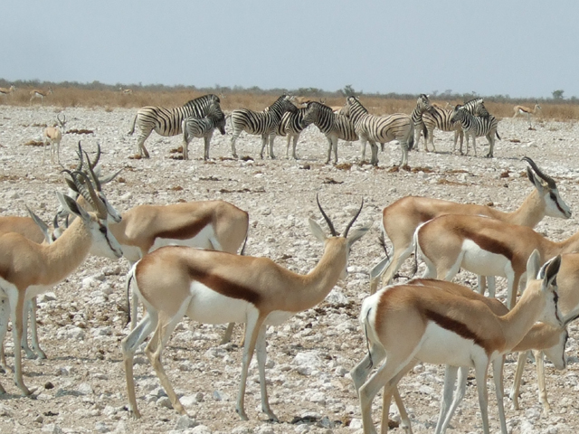 Namibia Springbock