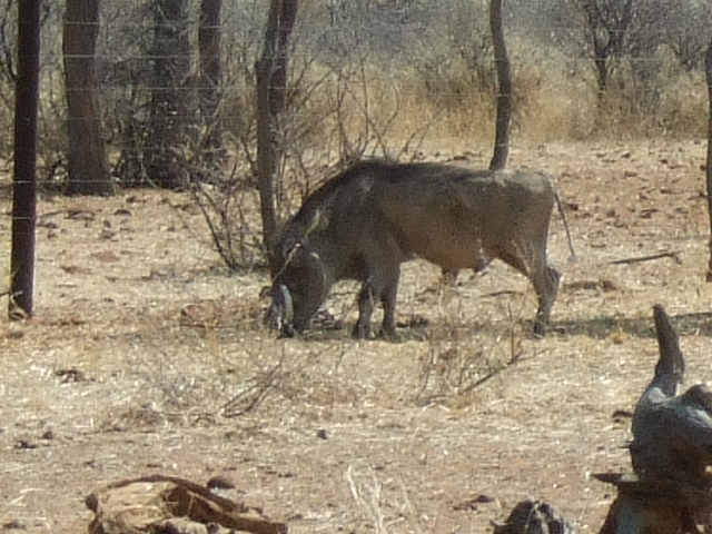 Namibia Warzenkeiler