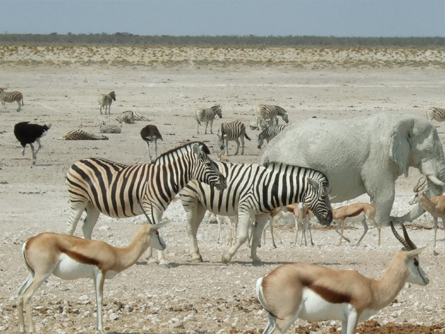 Etosha