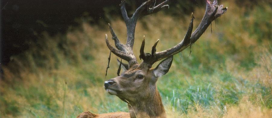 red stag hunting