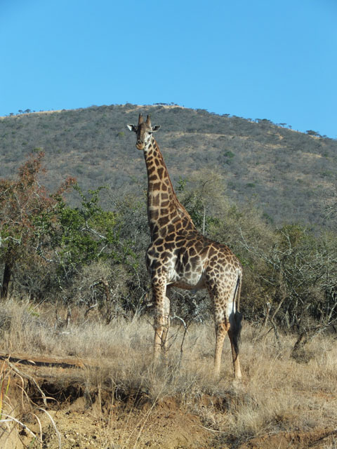 Suedafrika Giraffe