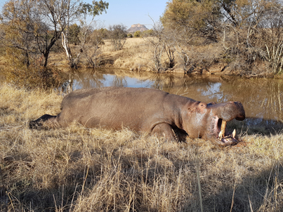 Jagd auf Hippo