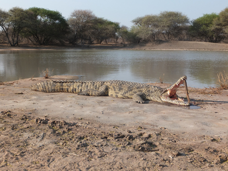 Südafrika Krokodil