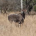 Namibia Nyala