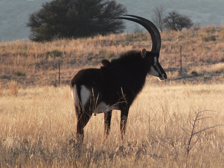 Suedafrika Sable