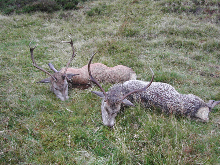 redstag Hunting in Scotland 