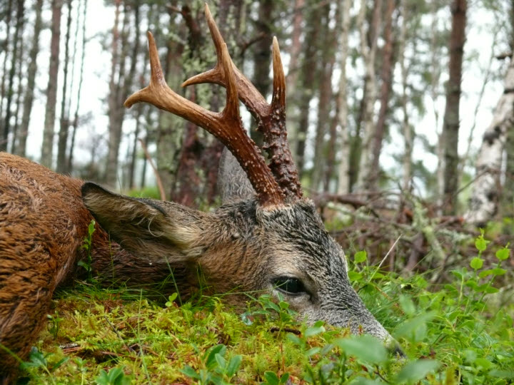 Jagd auf Rehwild