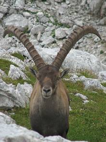 ibex Hunting in Slovenia