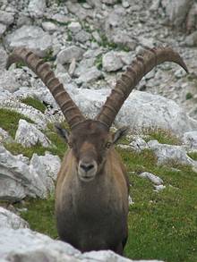 Steinbock