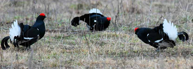 Jagdreisen Damhirsch<