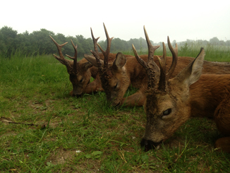 roe buck Hunting in England