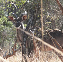 Kudu