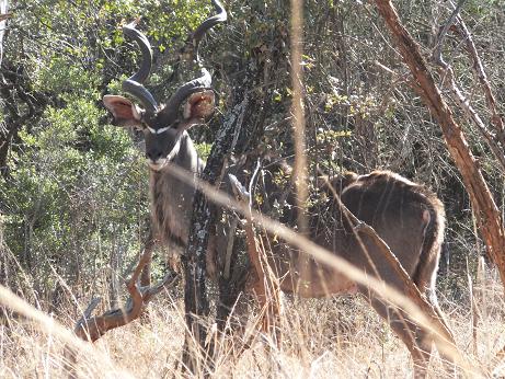 namibia Kudu