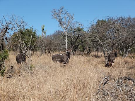 Suedafrika Nyala