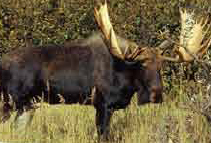 Gamelexicon moose WIKI