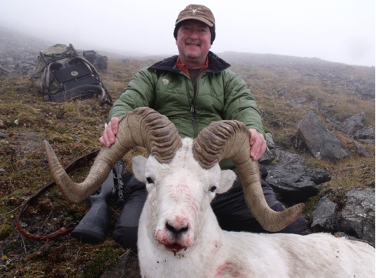 Dallschaf Yukon