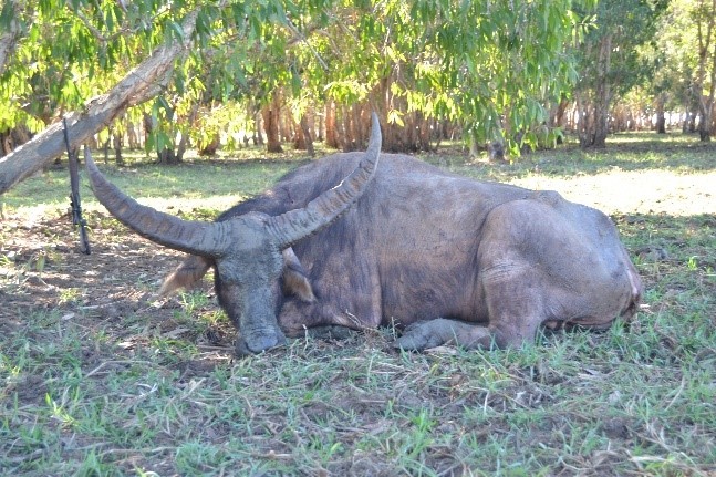 Jagen auf Bffeljagd in Australien