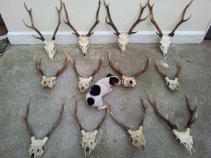 Jagen auf Sikahirsch in Irland
