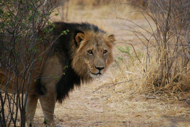 Gamelexicon Lion WIKI