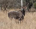 Nyala