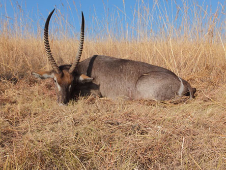 Suedafrika Wasserbock