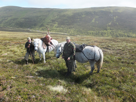 Highlandponies