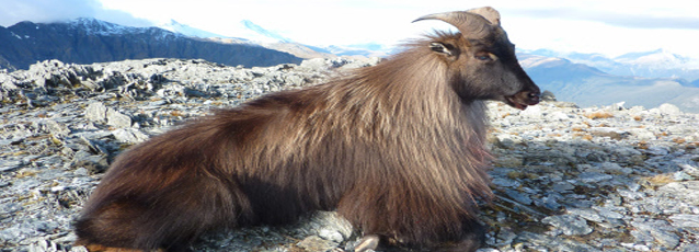 Neuseeland Tahr