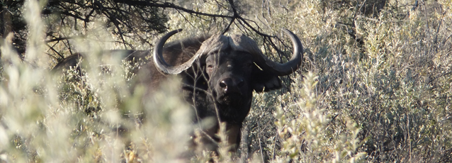Jagdreisen Suedafrika