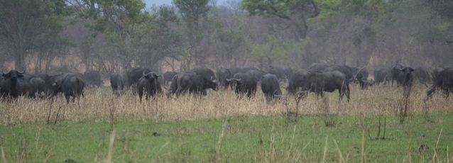 Jagdreisen Sambia1