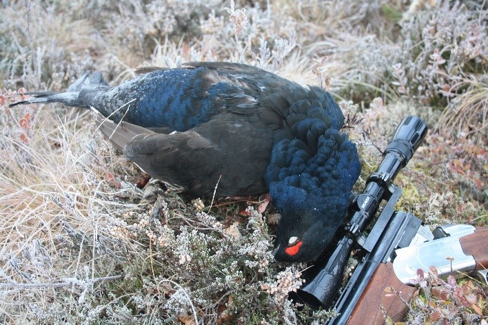 Birkhahn