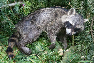 Gamelexicon Racoon WIKI