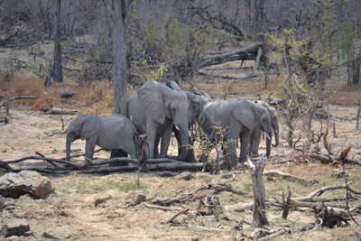 Elefantengruppe